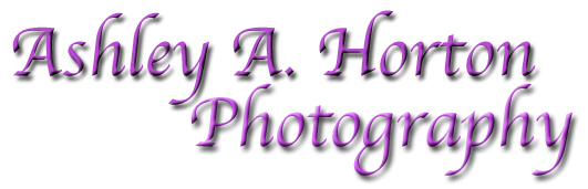Ashley A. Horton Photography